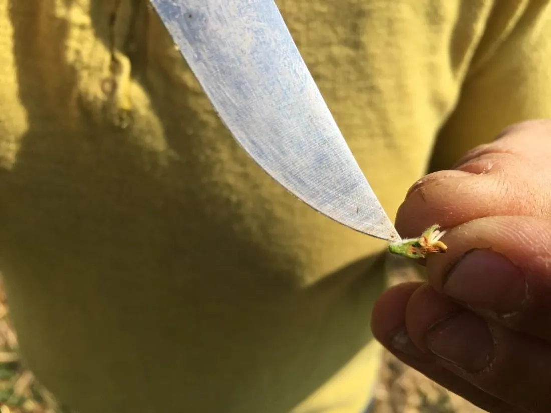 Pistil gelé Vergers Courtière_21 04 21_AVC